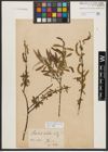 Foto von Salix alba L.